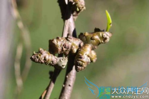 �����ܳ���������