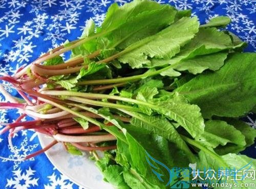 Ƥ�������ܳ�С�ܲ�ӧ��