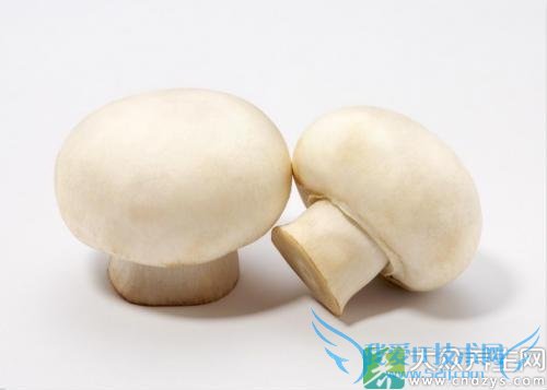 �����ܳ�Ģ����