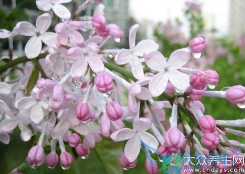 �������ܳԶ�����