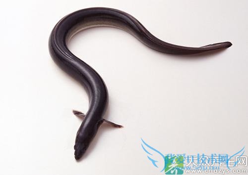  �����ܳԺ�����