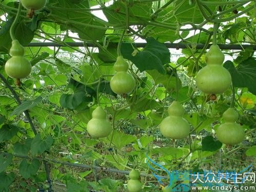 �����ܳԺ�«��