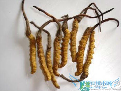 �������ܳԶ����Ĳ���