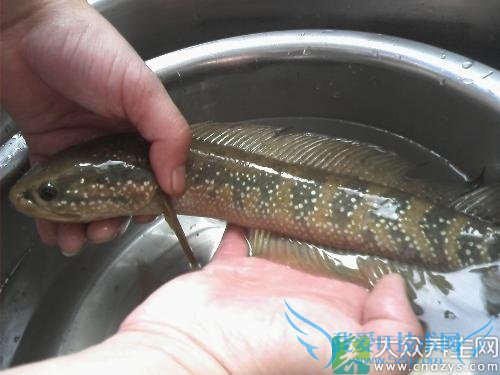 �и��ܳ���������