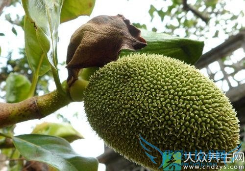 �����ܳԲ�������