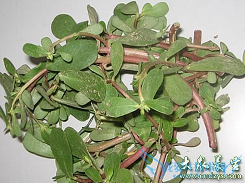 ���տȻ�����ʳ��������Ʒ(4)