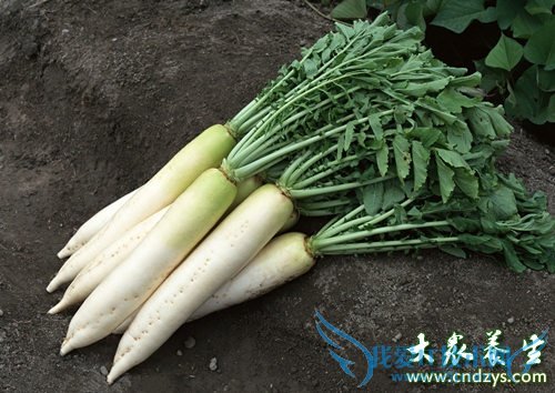 ���տȻ�����ʳ��������Ʒ(3)