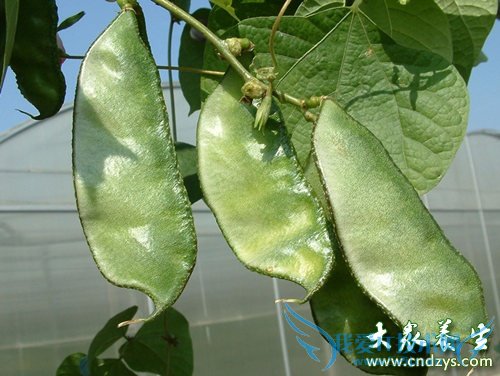 ���տȻ�����ʳ��������Ʒ(5)