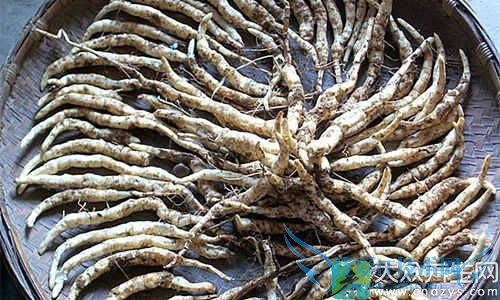 �������ܳԵ�����