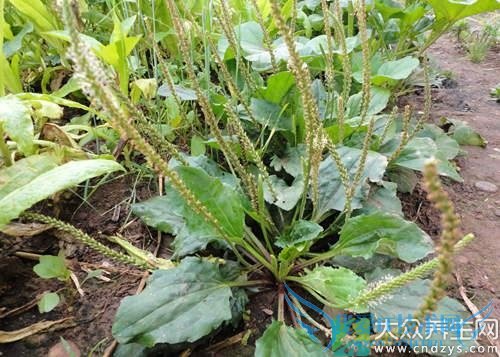 �����ܳԳ�ǰ���� 