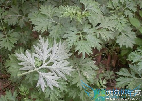 �����ܳ԰�����