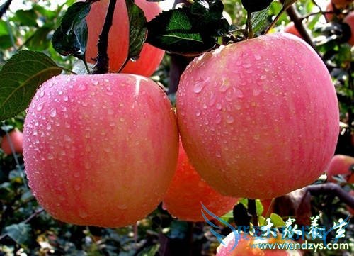 ���ѳ���˥�������ʳ��(2)