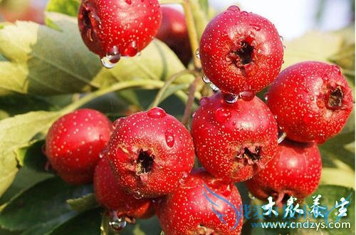 ���ѳ���˥�������ʳ��(6)