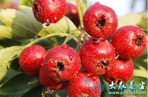 �ܾ���ʳ�� ̥��������(2)