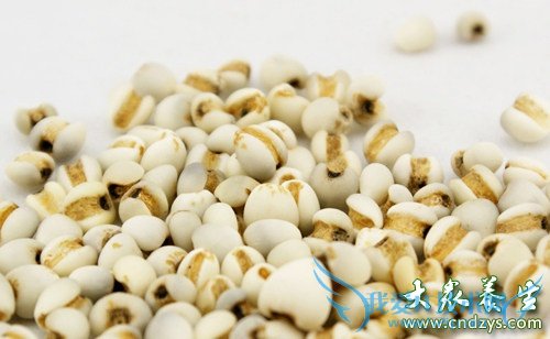 �ܾ���ʳ�� ̥��������(5)