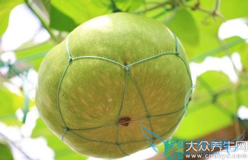 �������ܳԷ�����