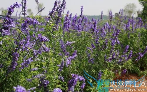 �����ܳ������