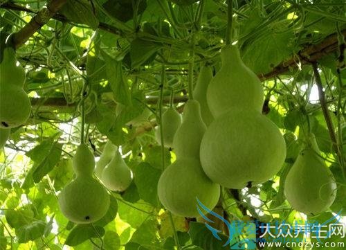 �������ԳԺ�«��