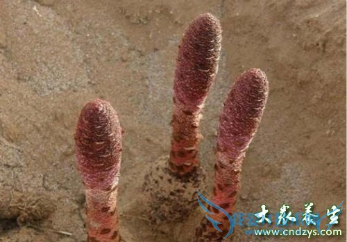 ������׳����