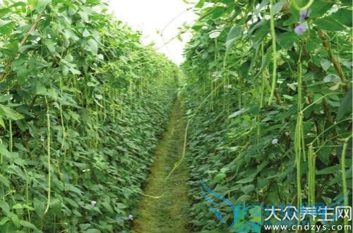 �������ֶ��ྐྵ����Ȼ�Ľ�Ѫ��ҩ(2)