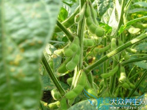 �������ֶ��ྐྵ����Ȼ�Ľ�Ѫ��ҩ(4)