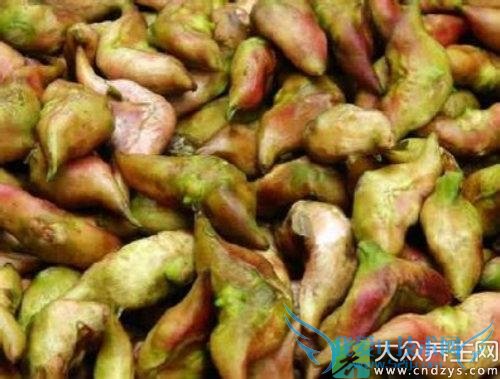 �������ܳ������