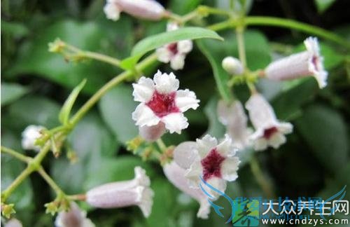  �������ܳԼ�ʺ����