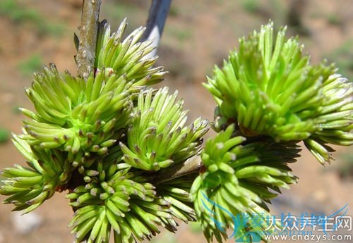 �����ܳԶ�����