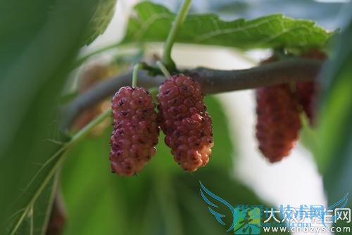 Ƥ�������ܳ�ɣ������