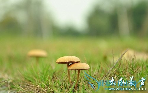 ��Ѫ֬���ߵı���ʳƷ(4)