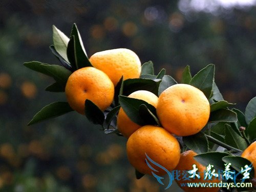 ��Ѫѹ�ܳ��۽���