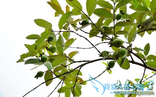 ��Ѫѹ�ܳԷ�ʯ����