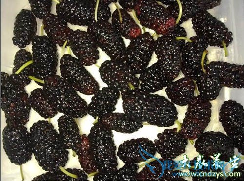 ���������ָɹ� ��Ů�˳Գ�����ɫ(1)