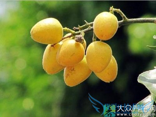 ���ڿ��ԳԻ�Ƥ����