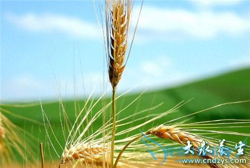 ���������� 7��ʳ�����ɸ㶨(3)