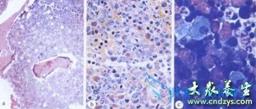 ��������ø