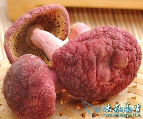 �и����ԳԺ칽��