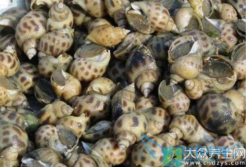 ��Ѫѹ�ܳԻ�����