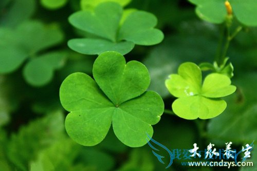 �и��ܳ���ޣ��