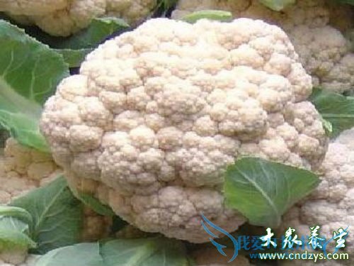 �������֢��ʲô��