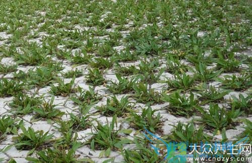 �������ܳԳ�ǰ����