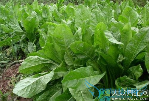 �и��ܳԾ�����