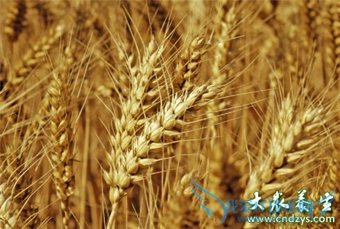 �β����˶�Ե�ʳ��(7)