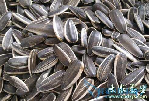 �β����˶�Ե�ʳ��(2)