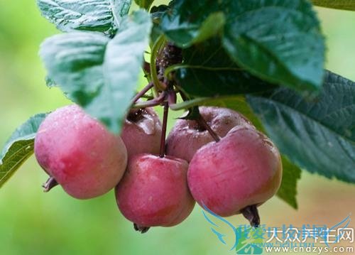 ��Ѫѹ�ܳԺ��Ĺ���