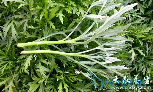 �������ܳ�«����