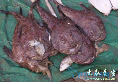 �и��ܳ԰�������