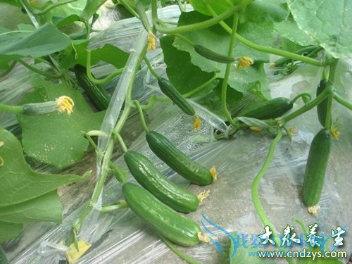 �и��ܳԽڹ���