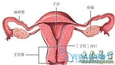 Ů��˽�ܲ�λ�°������а�(1)