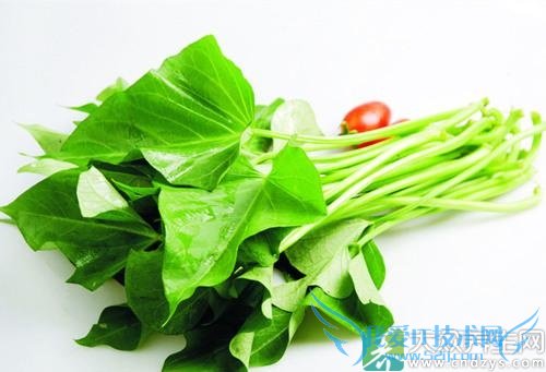 �и����ԳԵع�Ҷ��